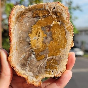 NEW 3.5" x 3" x 189G PETRIFIED WOOD SLAB